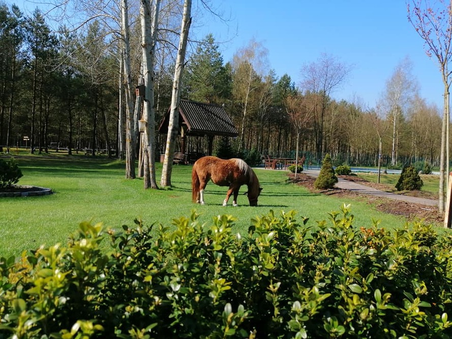 Okolica Willi Seniora Strumiany w Strumianach