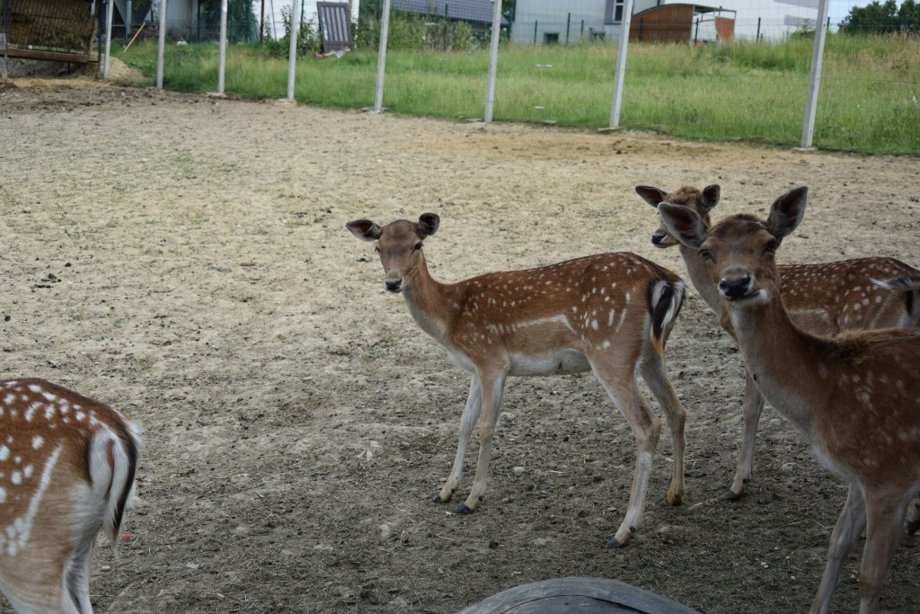 Dom Spokojnej Starości „Filiżanka" w Gnojniku