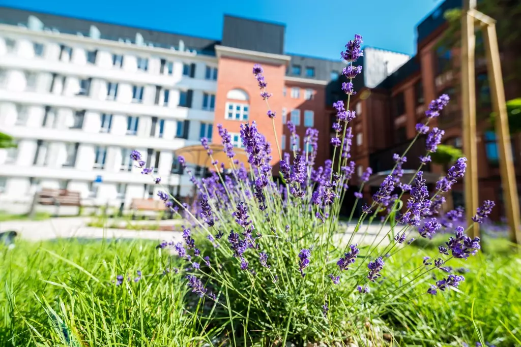 Dom opieki Rezydencja na Dyrekcyjnej we Wrocławiu