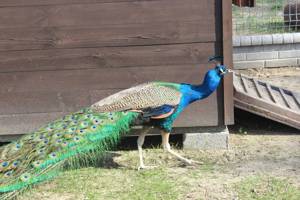 Pałac Seniora w Raszkowie