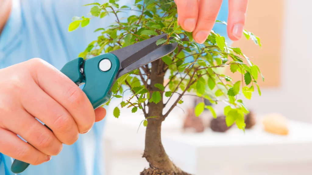 jak dbać o drzewko bonsai?
