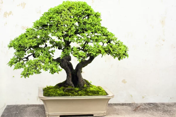 sztuka bonsai