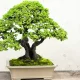 sztuka bonsai