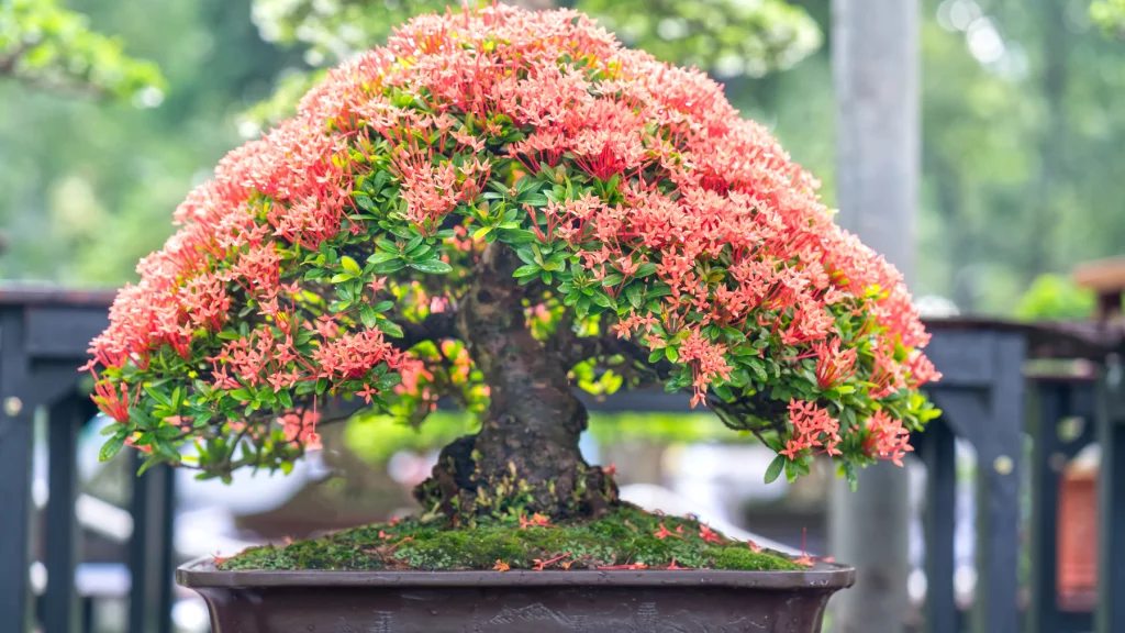 jak dbać o bonsai?