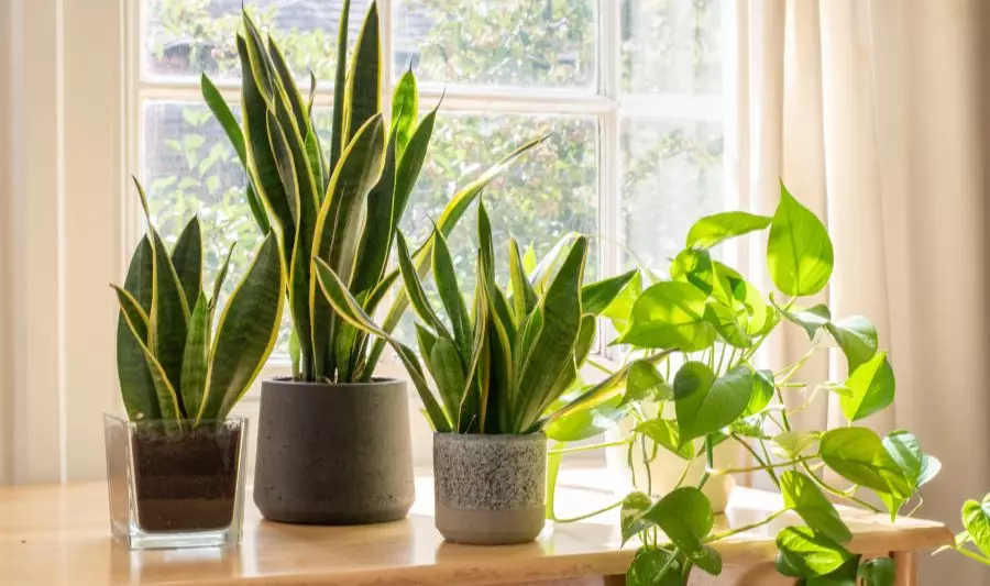 Jak nawilżyć powietrze w domu? Sposobem an suche powietrze w domu mogą być rośliny, takie jak na zdjęciu.