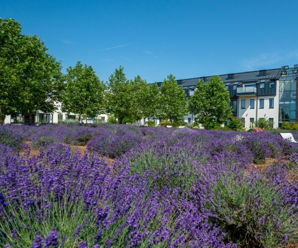 Hotel **** Lawendowe Termy Medical SPA w Uniejowie
