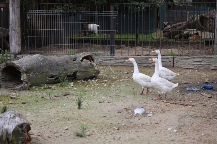 Sielski Dom Seniora w Wygodzie