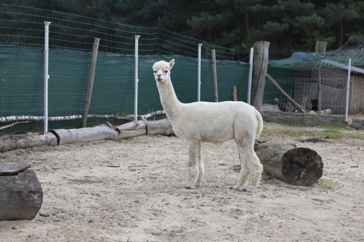 Sielski Dom Seniora w Wygodzie