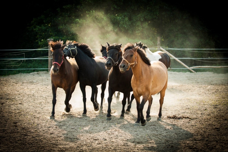 Sielski Dom Seniora w Wygodzie